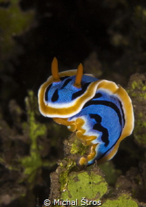 Chromodoris elisabethina by Michal Štros 